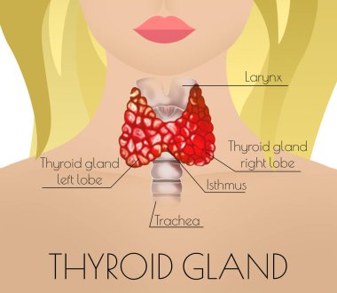 Illustration of human thyroid gland on light background