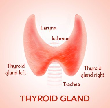 Illustration of human thyroid gland on light pink background