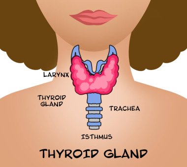 Illustration of human thyroid gland on white background