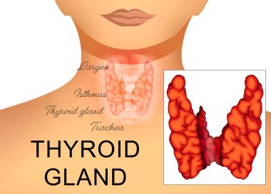 Illustration of human thyroid gland on white background