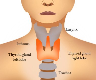 Illustration of human thyroid gland on white background