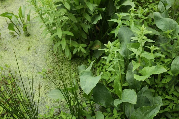 Beautiful View Green Swamp Different Wild Plants — Foto de Stock