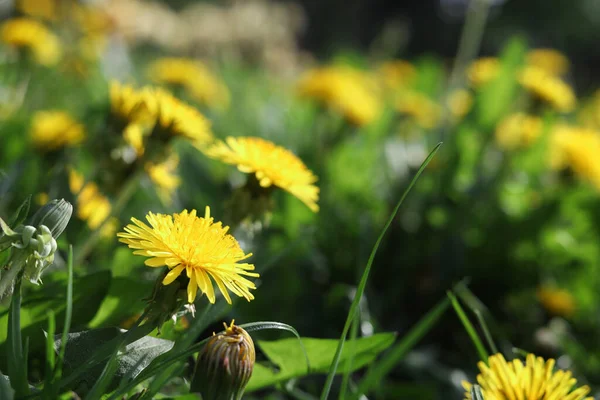 Beautiful bright yellow dandelions in green grass on sunny day, closeup. Space for text