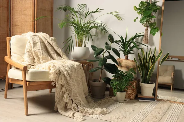 Living Room Interior Wooden Furniture Different Houseplants White Wall — 스톡 사진