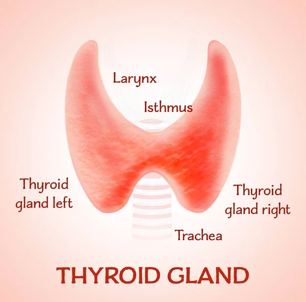 Illustration Human Thyroid Gland Light Pink Background — Zdjęcie stockowe