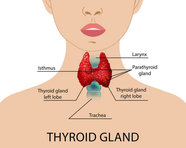 Illustration Human Thyroid Gland White Background — 图库照片