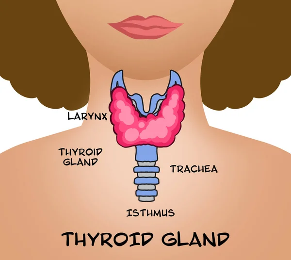 Illustration Human Thyroid Gland White Background — Fotografia de Stock