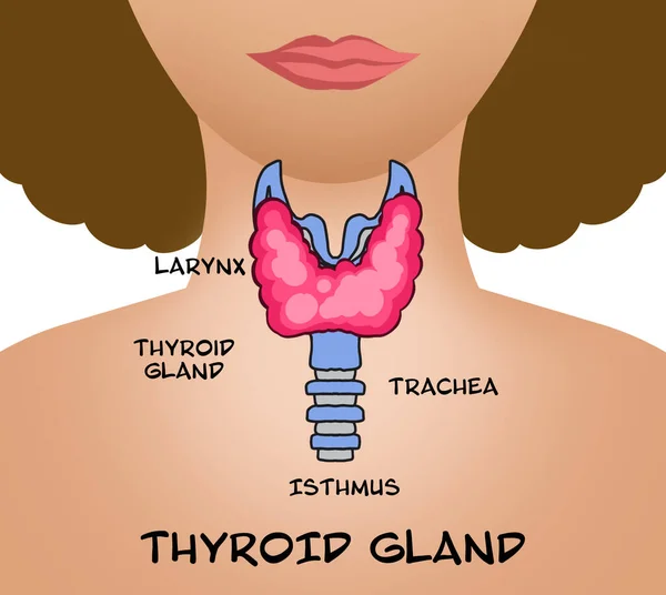 Иллюстрация Щитовидной Железы Человека Белом Фоне — стоковое фото