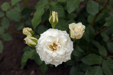 Closeup view of beautiful blooming rose bush outdoors