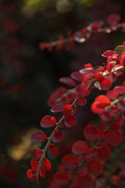 Beautiful Plant Red Leaves Outdoors Sunny Day Closeup — Stok fotoğraf