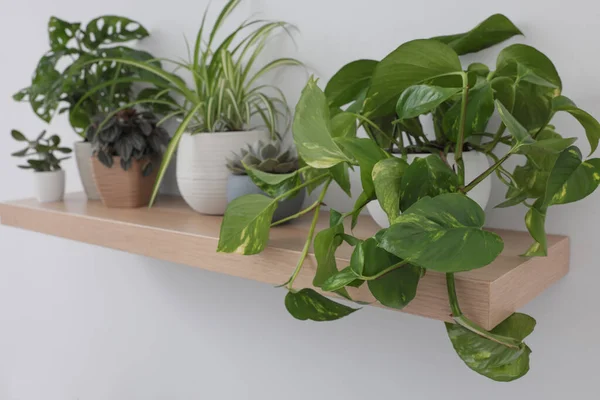 Wooden Shelf Beautiful Houseplants Light Wall — Foto de Stock