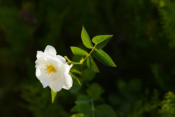 Bush Beautiful Blooming Rose Garden Sunny Day Space Text — Stock Photo, Image