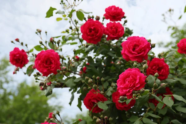 外面开着粉色花朵的美丽绽放的玫瑰丛 — 图库照片