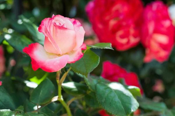 Bush Beautiful Blooming Roses Garden Sunny Day Closeup Space Text — ストック写真