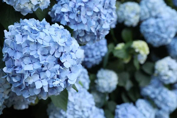 Beautiful Hortensia Flowers Growing Park Closeup — Fotografia de Stock