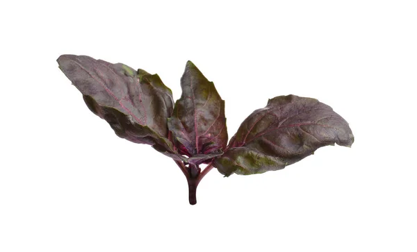 Aromatic Red Basil Sprig Isolated White Fresh Herb — Stock Fotó