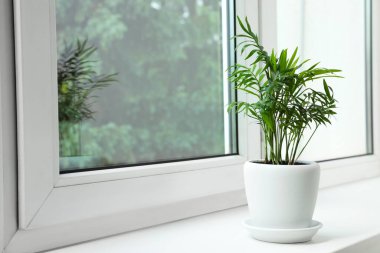 Pencere pervazında saksıda Chamaedorea avuç içi, mesaj için yer. Ev bitkisi