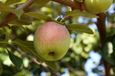 Fresh and ripe apple on tree branch, closeup