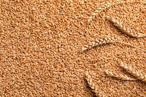 Spikelets Heap Wheat Grains Flat Lay Space Text — Stock Photo, Image