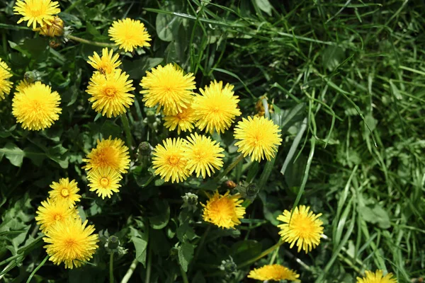 Beautiful Bright Yellow Dandelions Green Grass Sunny Day Closeup — 스톡 사진