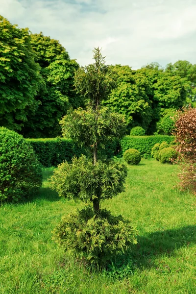 Bush Magnifiquement Taillé Dans Parc Par Une Journée Ensoleillée — Photo