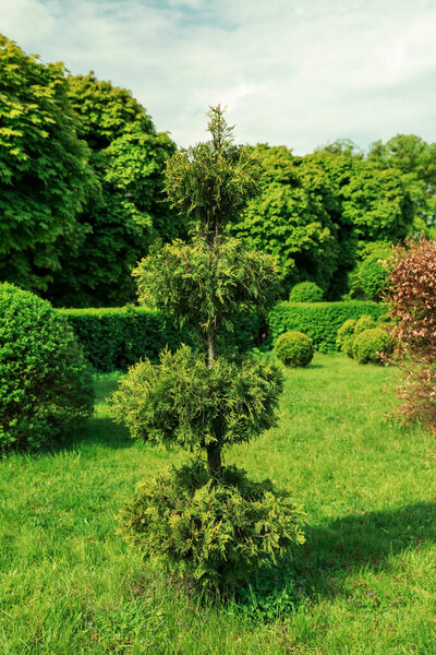 Beautifully trimmed bush in park on sunny day