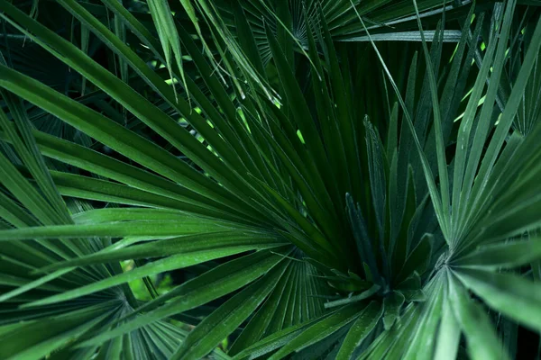 Beautiful Green Tropical Leaves Outdoors Closeup View — Fotografia de Stock