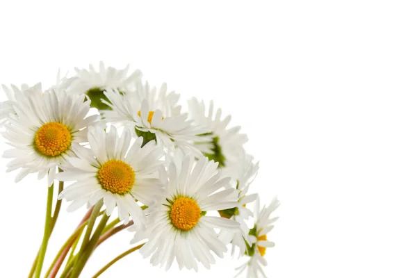 Bunch Beautiful Daisy Flowers White Background — Foto de Stock