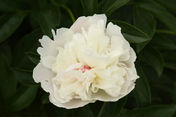 Beautiful Blooming White Peony Growing Garden Closeup — Stockfoto