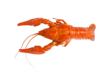 Lezzetli kaynamış kerevit, beyaz, üst manzara