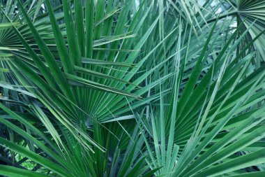 Beautiful green tropical leaves outdoors, closeup view