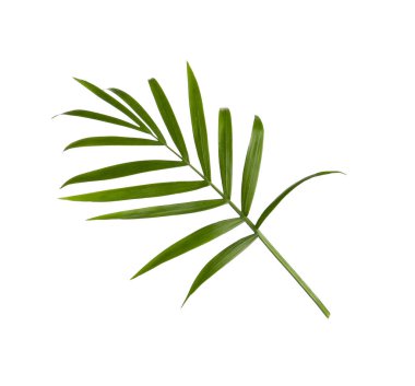 Beautiful green coconut leaf isolated on white