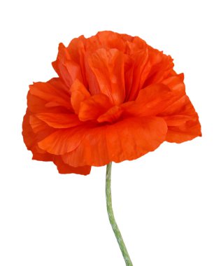 Güzel kırmızı gelincik çiçeği beyaza izole edilmiş.