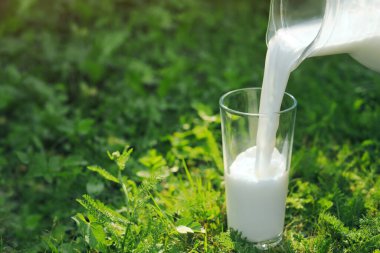 Pouring tasty fresh milk from jug into glass on green grass outdoors, closeup. Space for text