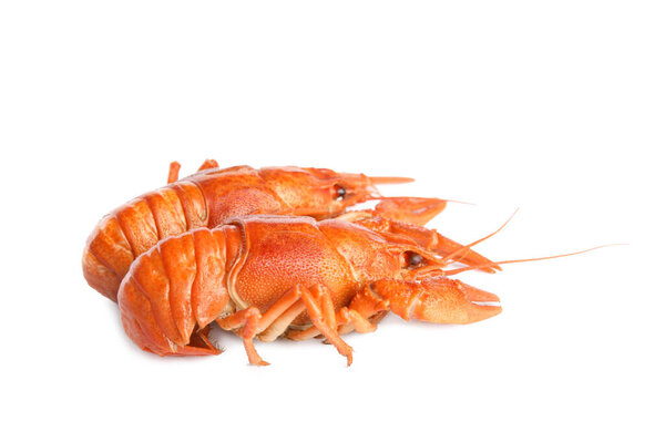 Delicious red boiled crayfishes isolated on white