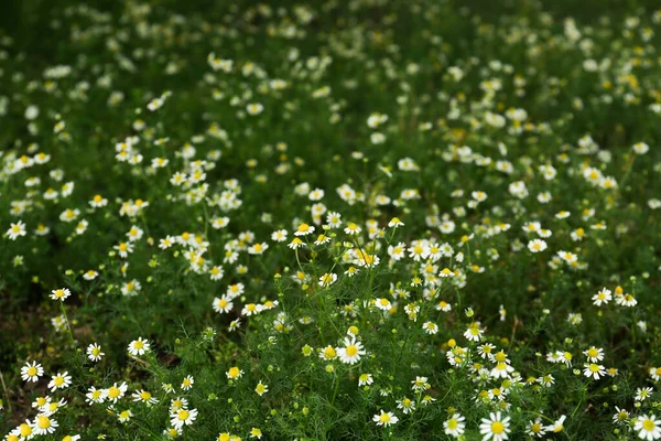 Many Beautiful Chamomile Flowers Growing Field — Fotografia de Stock