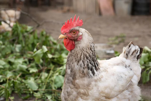 Beautiful White Hen Farmyard Closeup Free Range Chicken — Foto de Stock