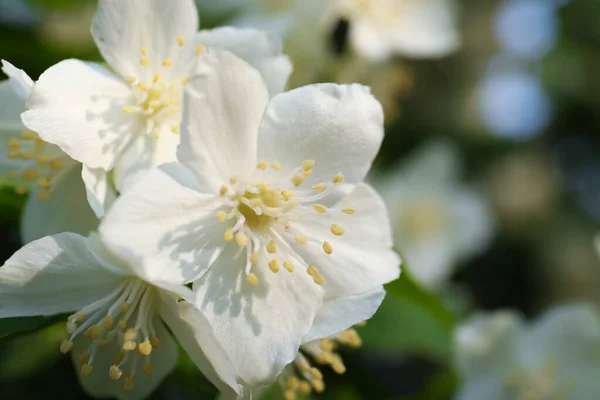 Hermoso Arbusto Jazmín Blanco Flor Aire Libre Primer Plano —  Fotos de Stock