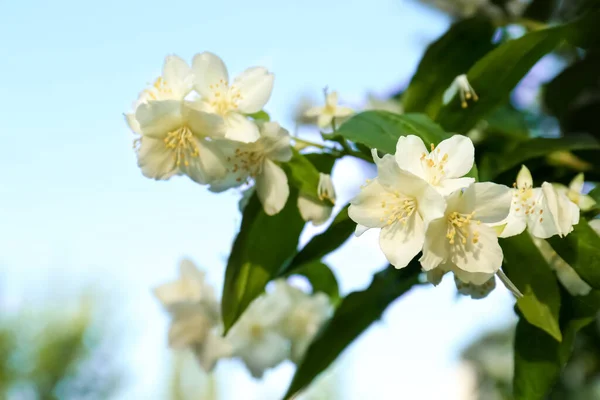 Vacker Blommande Vit Jasmin Buske Utomhus Närbild — Stockfoto