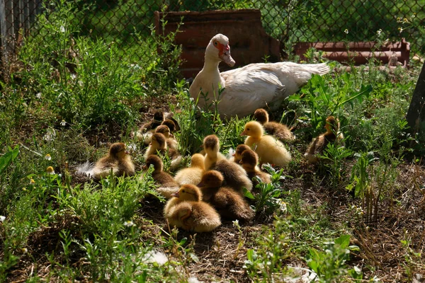 Mignon Canetons Moelleux Avec Mère Dans Cour Ferme — Photo