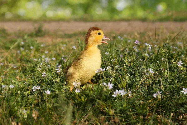 Cute Fluffy Duckling Outdoors Sunny Day — Photo