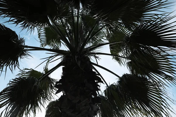 Beautiful Palm Green Leaves Blue Sky Low Angle View Tropical — Foto de Stock