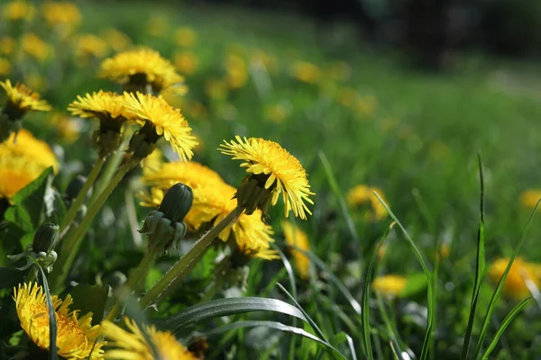 Beautiful Bright Yellow Dandelions Green Grass Sunny Day Closeup Space — Stock Photo, Image