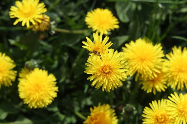 Ярко Желтые Одуванчики Зеленой Траве Солнечный День — стоковое фото