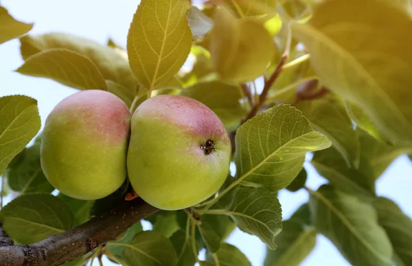Fresh Ripe Apples Tree Branch Closeup — 图库照片