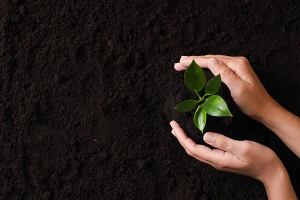 Woman Protecting Young Seedling Soil Top View Space Text Planting — Stok Foto