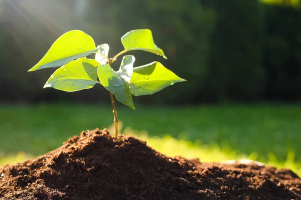 Beautiful Green Seedling Soil Outdoors Closeup Space Text Planting Tree — Zdjęcie stockowe