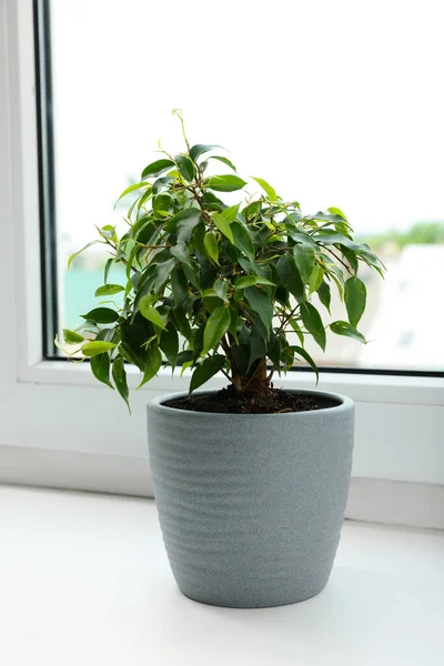 Ficus Pot Windowsill Indoors House Plant — Stok Foto