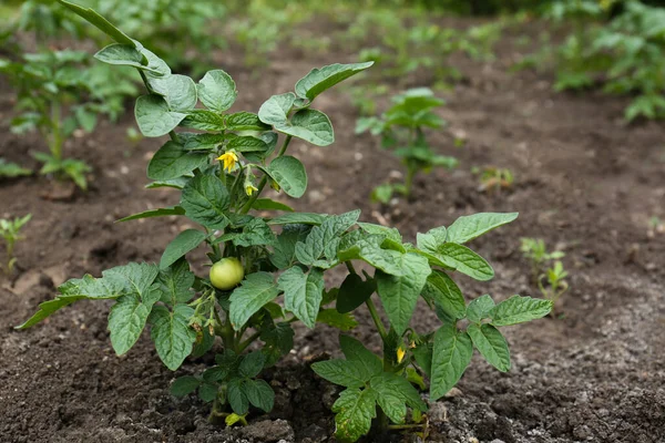 Beautiful Green Tomato Plants Growing Garden — Stockfoto