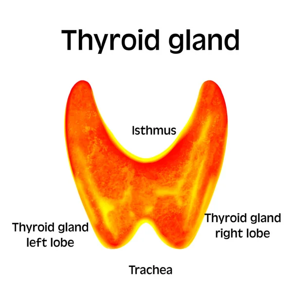 Illustration Human Thyroid Gland White Background — Photo